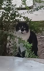 Found/Stray Unknown Cat last seen 6th street and fairmont, Phoenix, AZ 85012
