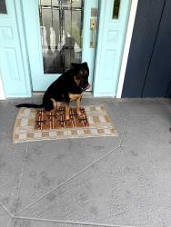 Reunited Male Dog last seen Savonna and chiquita, Cape Coral, FL 33914