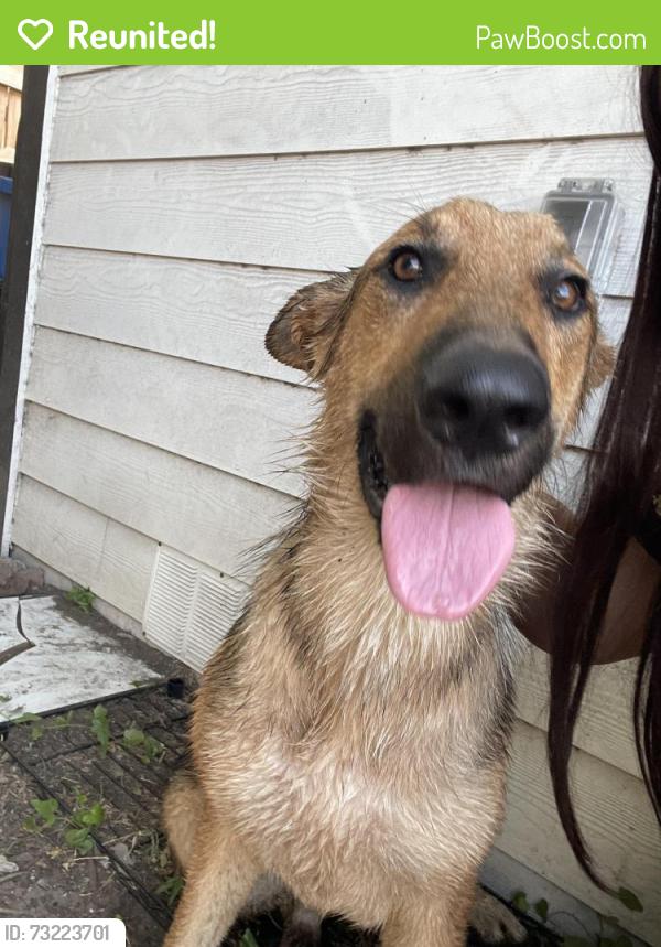 Reunited Male Dog last seen In front of elsie fay heggins theres a shopping center, Dallas, TX 75215