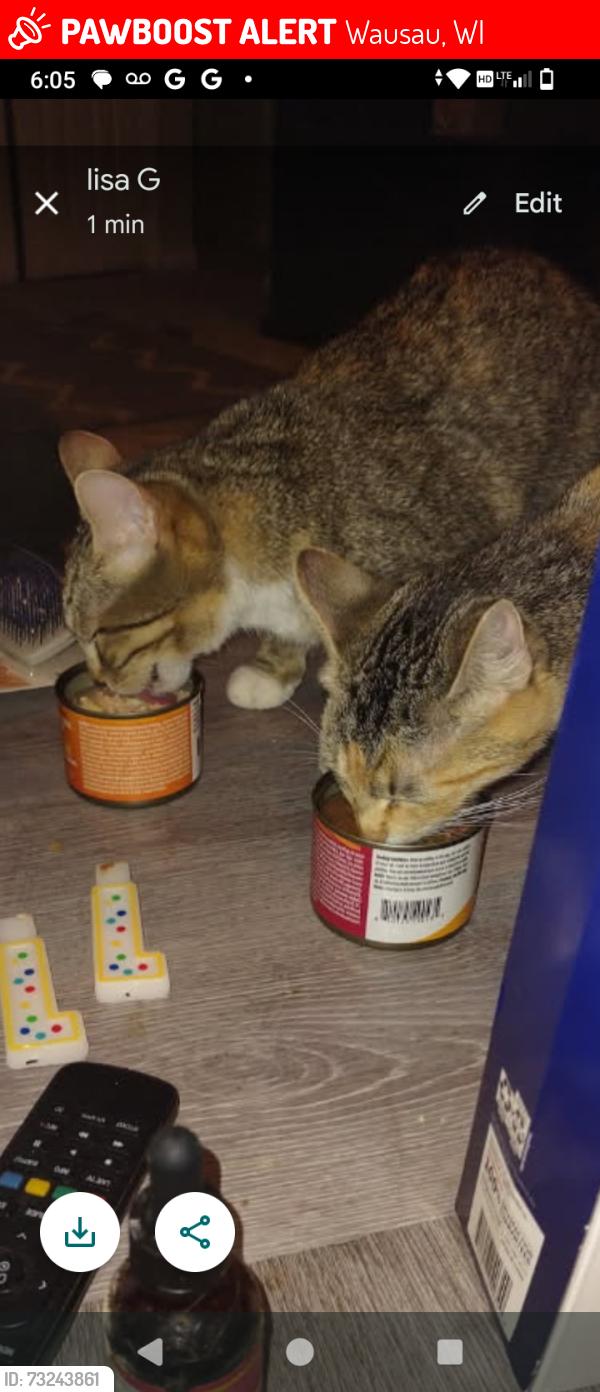 Lost Female Cat last seen Near plumer street, Wausau, WI 54403