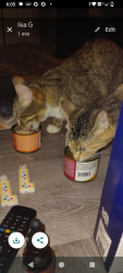 Lost Female Cat last seen Near plumer street, Wausau, WI 54403