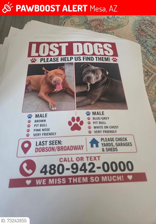 Lost Male Dog last seen Broadway and dobson, Mesa, AZ 85202