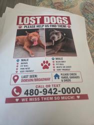 Lost Male Dog last seen Broadway and dobson, Mesa, AZ 85202