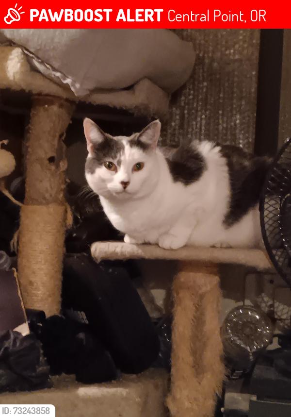 Lost Female Cat last seen Fully lane, Central Point, OR 97502