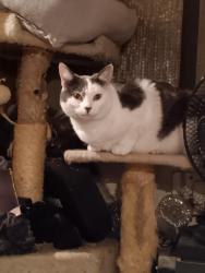 Lost Female Cat last seen Fully lane, Central Point, OR 97502