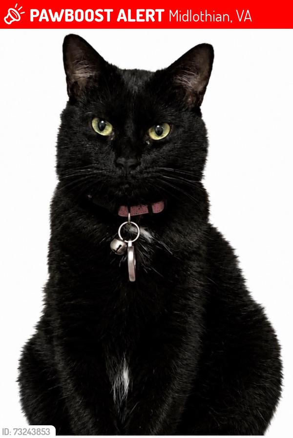 Lost Female Cat last seen GENITO & HULL STREET RD, Midlothian, VA 23112