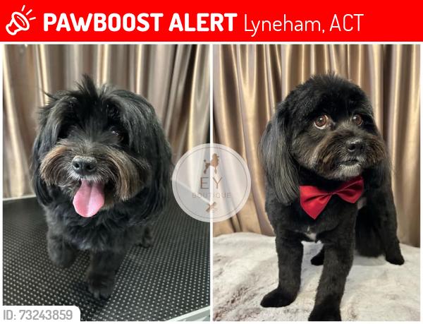 Lost Male Dog last seen Northbourne Avenue downer, Lyneham, ACT 2602