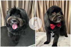 Lost Male Dog last seen Northbourne Avenue downer, Lyneham, ACT 2602