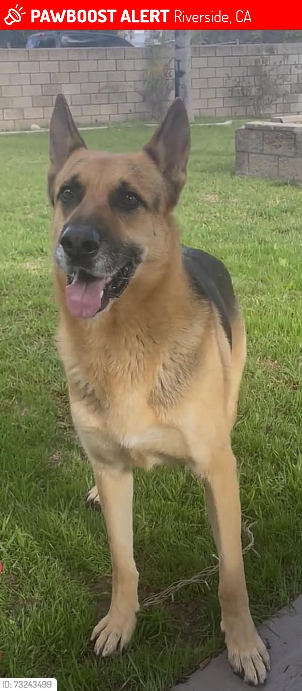 Lost Male Dog last seen Tyler, Riverside, CA 92503