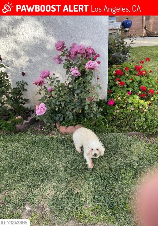 Lost Male Dog last seen Concord street & 7th street, Los Angeles, CA 90023