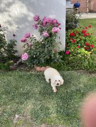 Lost Male Dog last seen Concord street & 7th street, Los Angeles, CA 90023