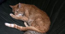 Lost Male Cat last seen Unknown, he was dropped off somewhere.. last i saw him was in our hse, Minneapolis, MN 55412