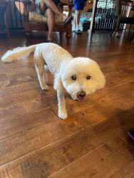 Reunited Male Dog last seen Pasadena & 13th St, Azusa, CA 91702