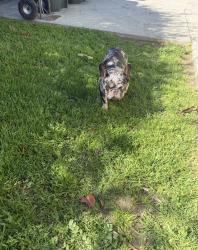 Lost Male Dog last seen Pope st and Beechwood, Lynwood, CA 90262