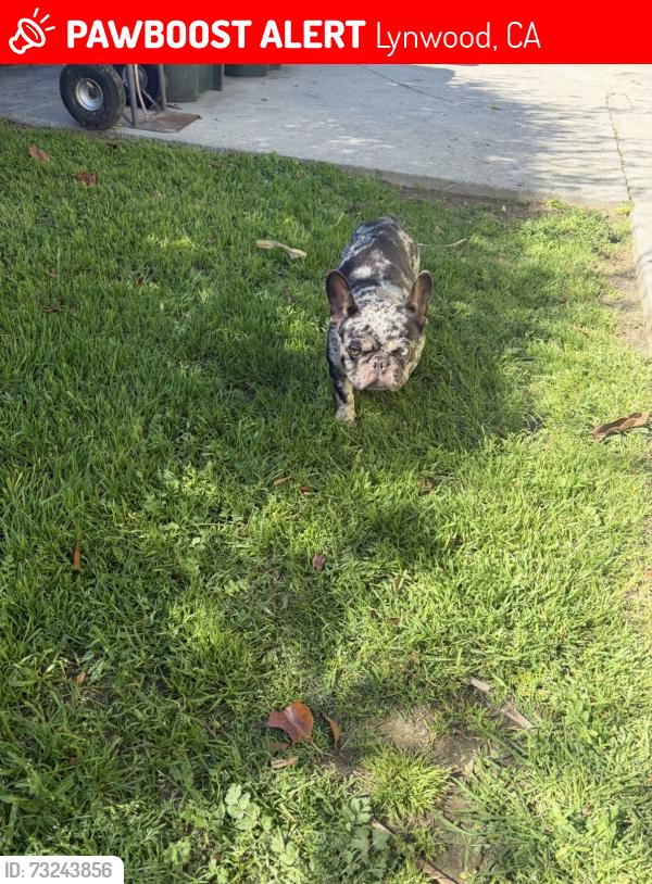 Lost Male Dog last seen Pope st and Beechwood, Lynwood, CA 90262