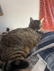 Lost Male Cat last seen East Blaine Street, Springfield, MO 65803
