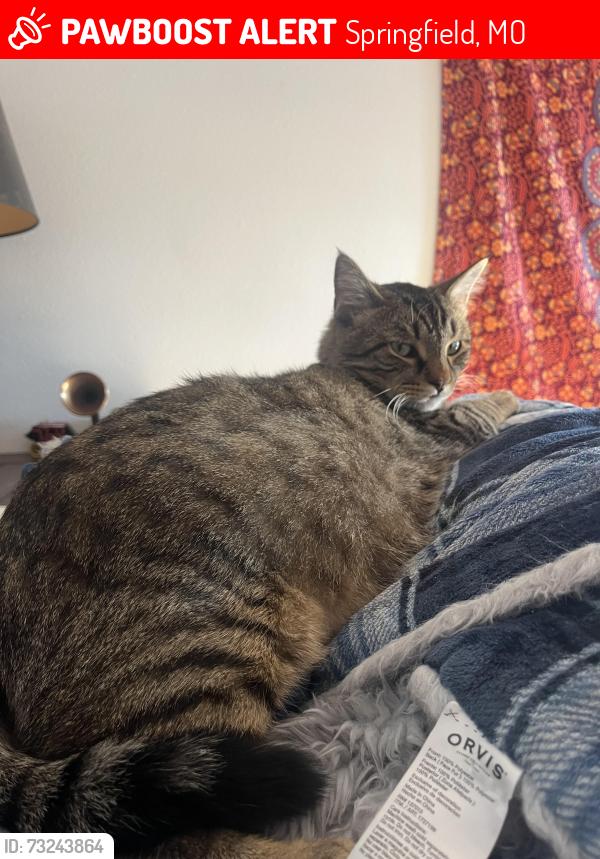 Lost Male Cat last seen East Blaine Street, Springfield, MO 65803