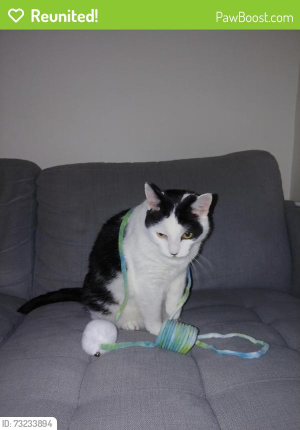 Reunited Male Cat last seen Rialto Street, Greenslopes, QLD 4120