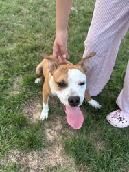 Found/Stray Male Dog last seen Ethel Street, North Valley Stream, NY 11580