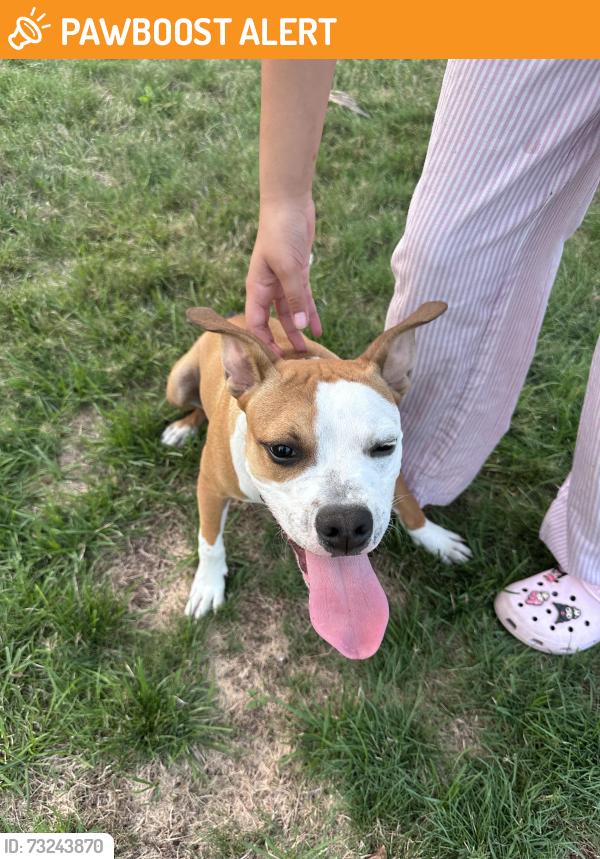 Found/Stray Male Dog last seen Ethel Street, North Valley Stream, NY 11580