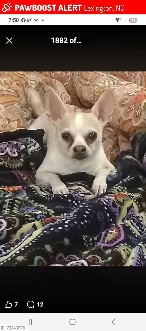Lost Male Dog last seen Dykers creek rd, Lexington, NC 27295