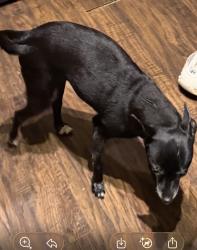 Lost Female Dog last seen Reid ave, Amy James, Charlotte, NC 28208
