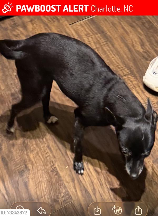 Lost Female Dog last seen Reid ave, Amy James, Charlotte, NC 28208