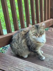 Found/Stray Unknown Cat last seen Oakdale Ave, Greer, SC, Greer, SC 29651