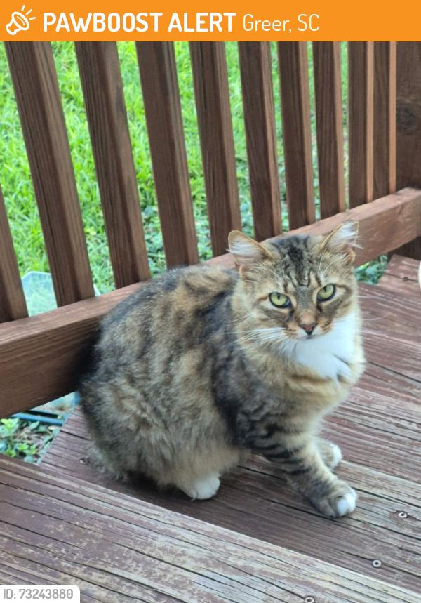 Found/Stray Unknown Cat last seen Oakdale Ave, Greer, SC, Greer, SC 29651