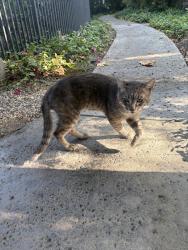 Reunited Male Cat last seen Bristol and MacArthur, Santa Ana, CA 92707