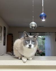 Reunited Male Cat last seen Near Bush lane by the farm, Denver, NC 28037
