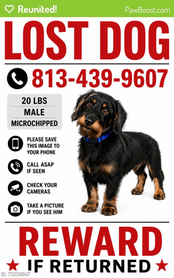 Reunited Male Dog last seen S 70th St & Causeway Blvd, Tampa, FL 33619