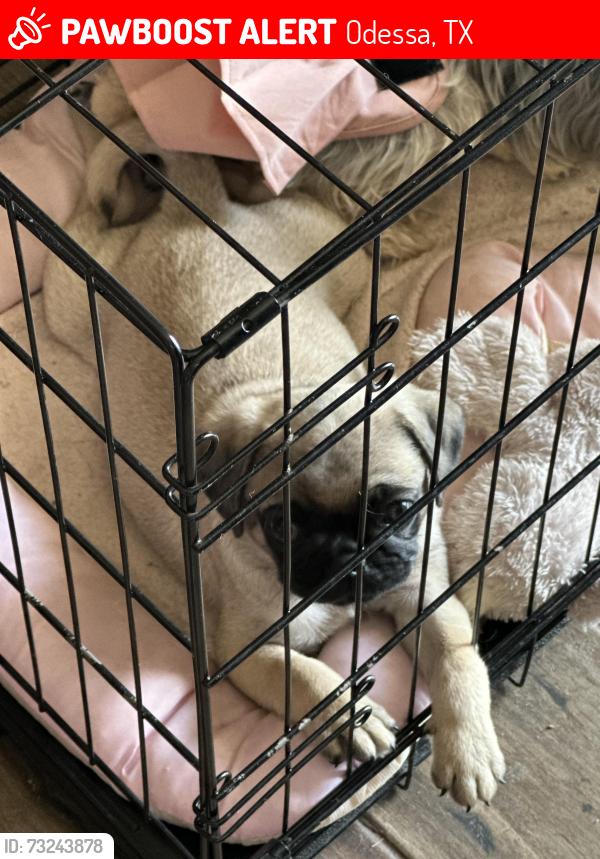 Lost Male Dog last seen McKnight and Bowie Ave, Odessa, TX 79762