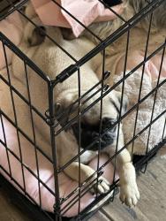 Lost Male Dog last seen McKnight and Bowie Ave, Odessa, TX 79762