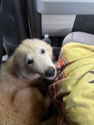Found/Stray Female Dog last seen Hobby Lobby Fairview Rd Simpsonville, Simpsonville, SC 29681