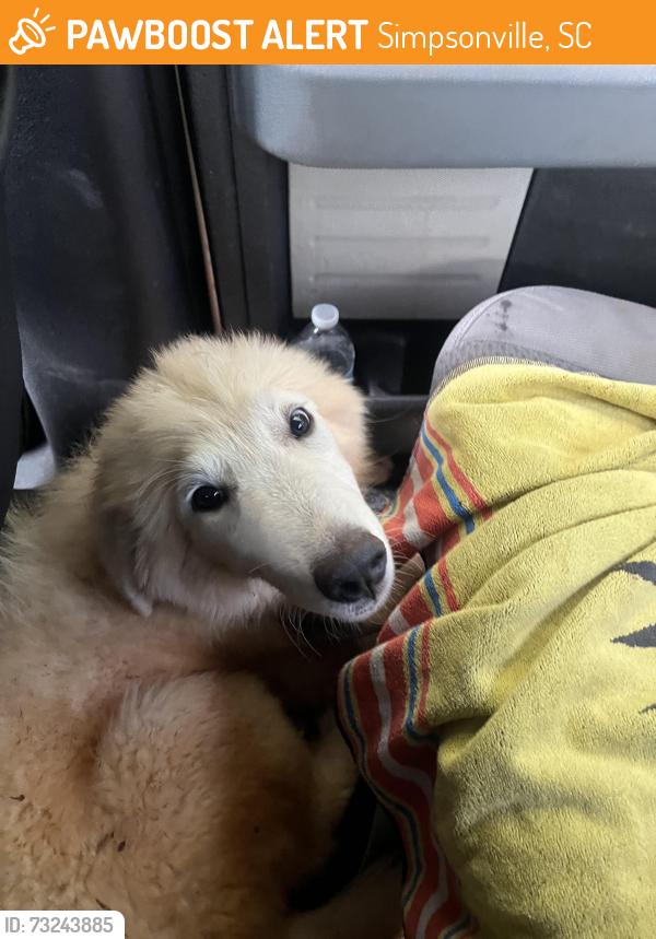 Found/Stray Female Dog last seen Hobby Lobby Fairview Rd Simpsonville, Simpsonville, SC 29681