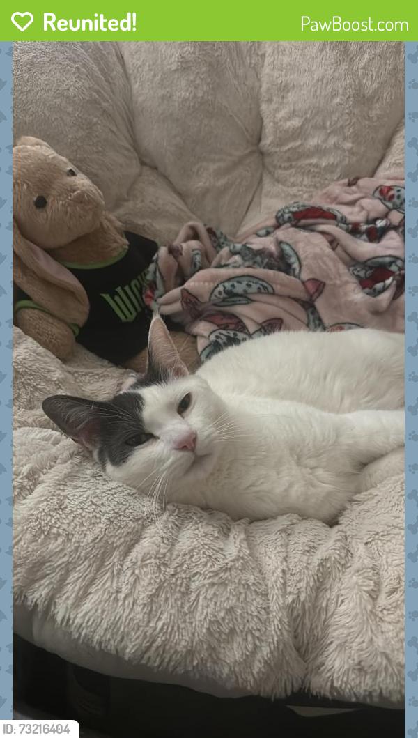 Reunited Male Cat last seen moonlake, Sacramento, CA 95835