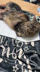 Reunited Male Cat last seen Near Canter Ln, Hope Mills, NC 28348, USA, Hope Mills, NC 28348