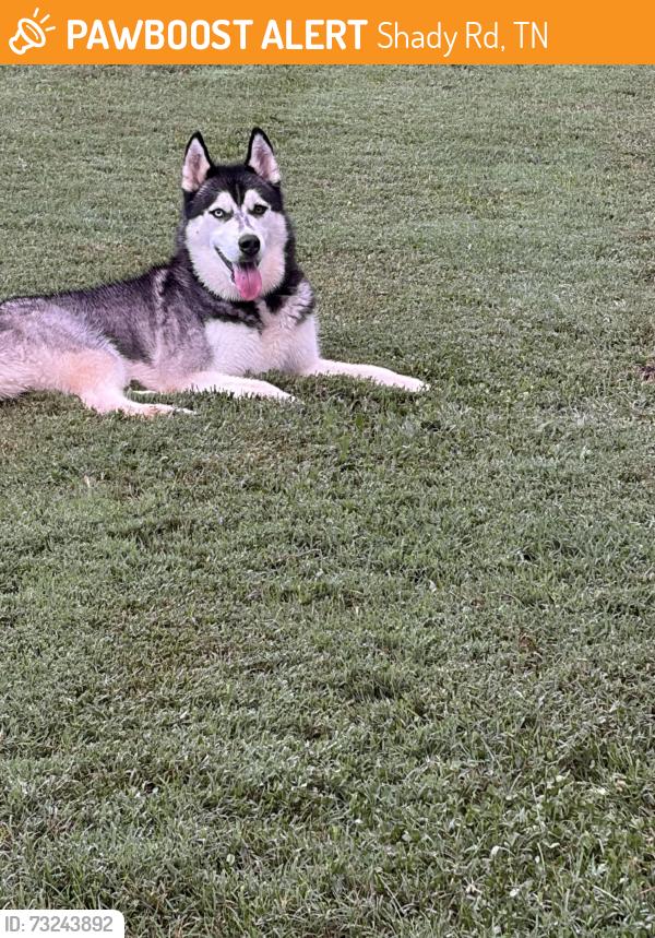 Found/Stray Male Dog last seen Asheville highway and shady rd, Shady Rd, TN 37871