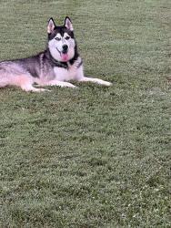 Found/Stray Male Dog last seen Asheville highway and shady rd, Shady Rd, TN 37871