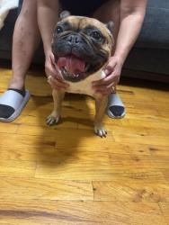 Found/Stray Female Dog last seen Depot street, Queens, NY 11358