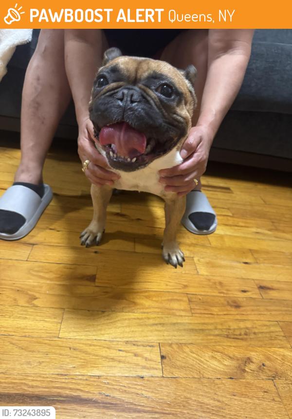 Found/Stray Female Dog last seen Depot street, Queens, NY 11358