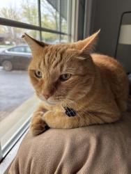 Lost Male Cat last seen Chemong Rd, Peterborough, ON K9H 6H6