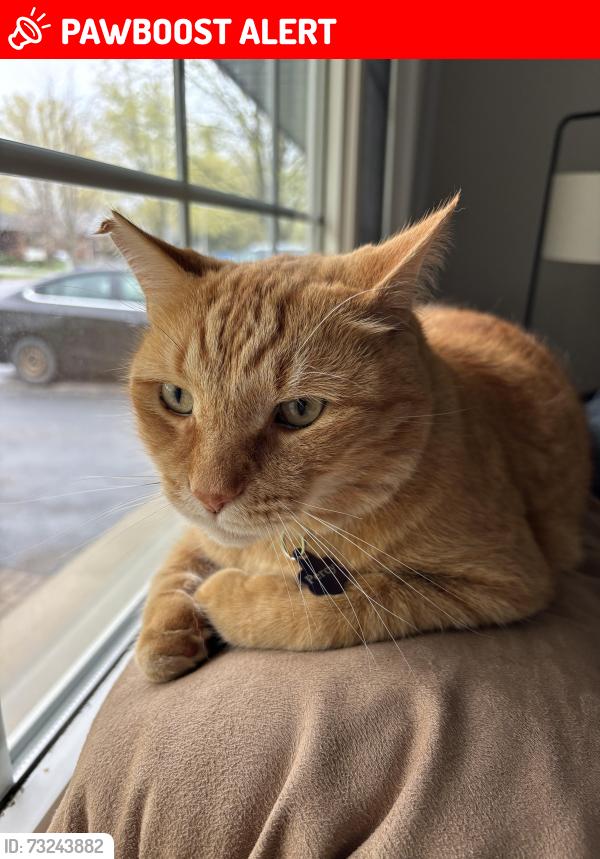 Lost Male Cat last seen Chemong Rd, Peterborough, ON K9H 6H6