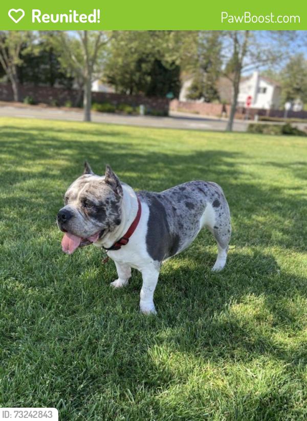 Reunited Male Dog last seen Strawberry Manor, Sacramento, CA, USA, Sacramento, CA 95838