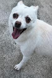 Lost Female Dog last seen Large St, Philadelphia, PA 19149