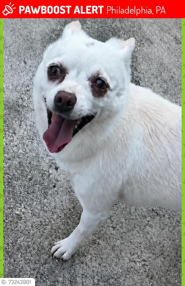 Lost Female Dog last seen Large St, Philadelphia, PA 19149