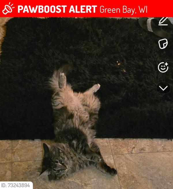 Lost Female Cat last seen bryan street green bay wi, Green Bay, WI 54301
