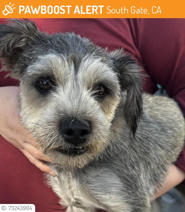 Found/Stray Male Dog last seen Sequoia Ave, South Gate, CA 90280