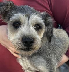 Found/Stray Male Dog last seen Sequoia Ave, South Gate, CA 90280
